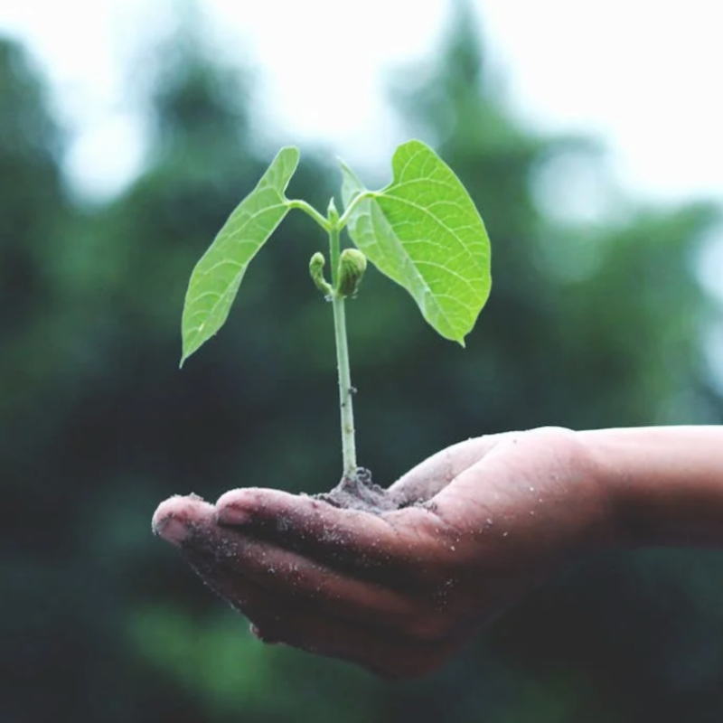 Carbon footprint